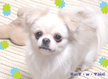 yuesippoheri.jpg